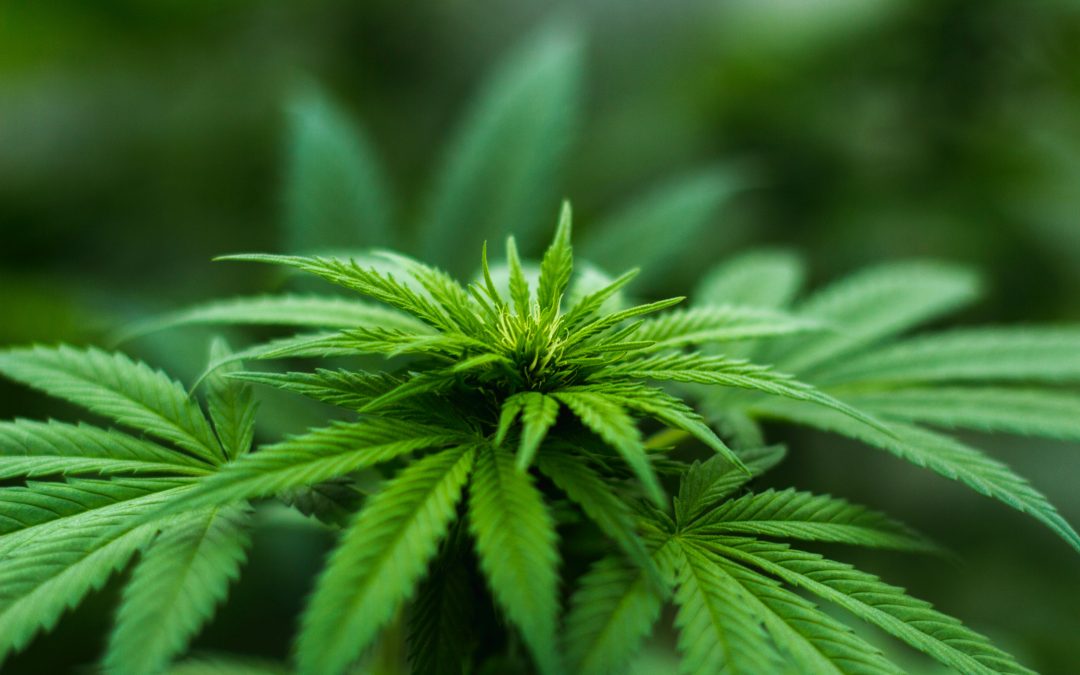 Cannabis – Die Zukunft einer lukrativen Landwirtschaft?