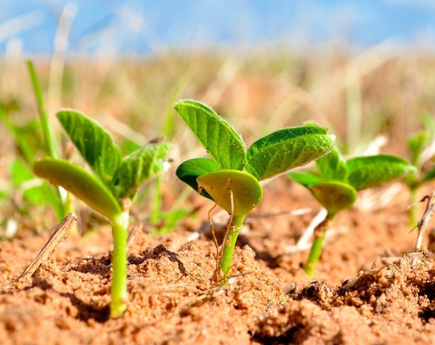 Sojaanbau in Deutschland