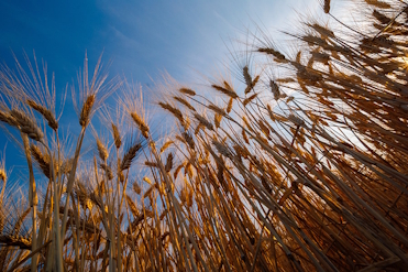 Wurth-Agrarberatung-Suedbaden-Getreide Unternehmerische Hilfe in der Landwirtschaft